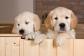 Golden Retriever Puppies