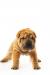 Funny Sharpei