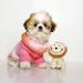 Shih Tzu with Teddy Bear