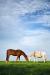 Brown and White Horses