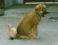 Puppy Sitting on Kitten
