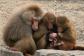 Baboons