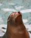 Sea lion