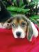 Purebreed beagle 