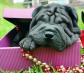 Purebreed shar pei