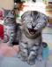 Funny cat