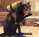 Cat diver