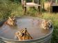 Tigers bath