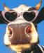 Cow sunglasses