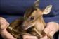 Tiny Deer