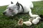 Pitbull playing with chicks