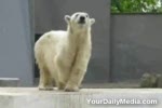 Dancing polar bear