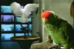 Parrots talk