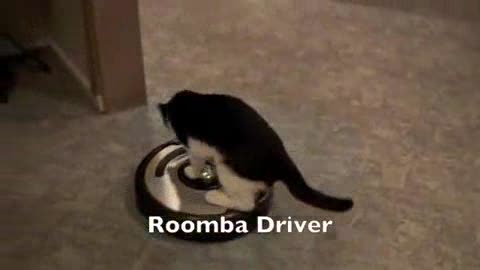 Cat Riding Vaccum