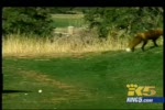 Golf course fox