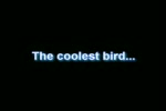 Cool bird