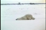 Lazy polar bear