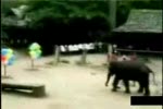 Elephant throws darts