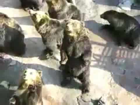 Bears Begging for Food