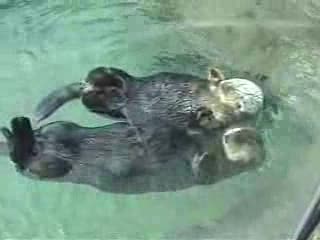 Otters Holding Hands