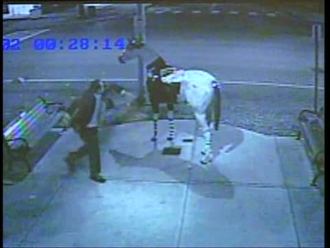 Drunk Guy Mounting Fake Horse